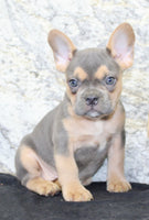 Jewel Female AKC French Bulldog $1500