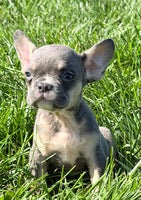 Cheri Female AKC French Bulldog $1150