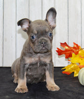 Gina Female AKC French Bulldog $1500