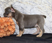 Holly Female AKC French Bulldog $1400