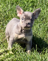 Heidi Female AKC French Bulldog $1450