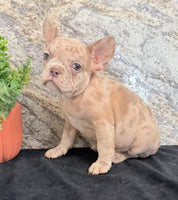 Ava Female AKC French Bulldog $1350