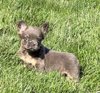 Crystal Female AKC French Bulldog $1400