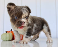Dakota Male AKC Fluffy French Bulldog $2950