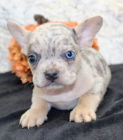 Huck Male AKC French Bulldog $1400
