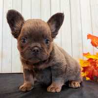 Davy Male Fluffy AKC French Bulldog $1550