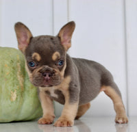 Hazel AKC Female French Bulldog $1850