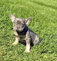 Heidi Female AKC French Bulldog $1450
