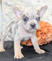 Huck Male AKC French Bulldog $1400