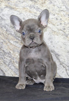 Fern Female AKC French Bulldog $1400