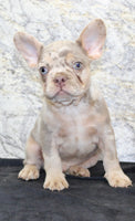 Ernie Male AKC French Bulldog $1350