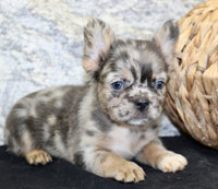 Janet Female AKC Fluffy French Bulldog $1550
