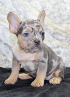 Kelly Female AKC French Bulldog $1450