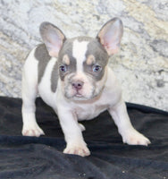 Brent Male AKC French Bulldog $1350