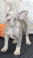 Shelia Female AKC French Bulldog $1400