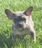Frankie Male AKC French Bulldog $1450