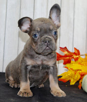 Gina Female AKC French Bulldog $1500