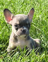 Cheri Female AKC French Bulldog $1150