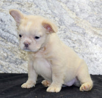 Carla Female AKC French Bulldog $1500