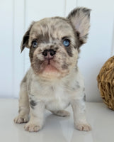 Dallas Male AKC Fluffy French Bulldog $2450