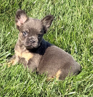 Crystal Female AKC French Bulldog $1400
