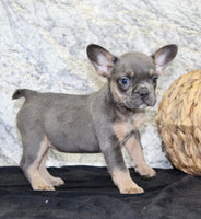 Holly Female AKC French Bulldog $1400