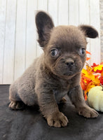 Duke Male Fluffy AKC French Bulldog $1550