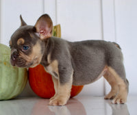Hazel AKC Female French Bulldog $1850