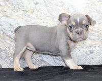 Gloria Female AKC French Bulldog $1400