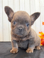 Davy Male Fluffy AKC French Bulldog $1550