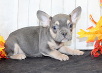 Bobbie Male AKC French Bulldog $1500