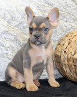 Jewel Female AKC French Bulldog $1500