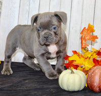 Eric Male AKC French Bulldog $1400