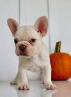 Hendricks AKC Male French Bulldog $1450