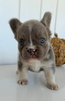 Darla Female AKC Fluffy French Bulldog $2450