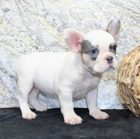 Barlow Male AKC French Bulldog $1350
