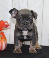 Fern Female AKC French Bulldog $1550