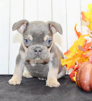 Benny Male AKC French Bulldog $1500