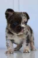 Dakota Male AKC Fluffy French Bulldog $2950