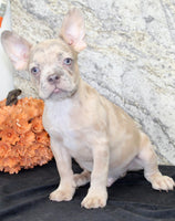 Zack Male AKC French Bulldog $1400