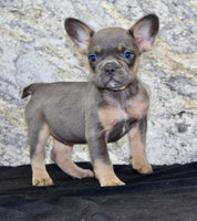 Holly Female AKC French Bulldog $1400