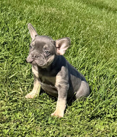 Heidi Female AKC French Bulldog $1450