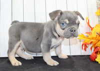 Benny Male AKC French Bulldog $1500