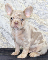 Ernie Male AKC French Bulldog $1350