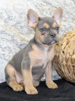 Jewel Female AKC French Bulldog $1500