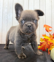 Duke Male Fluffy AKC French Bulldog $1550
