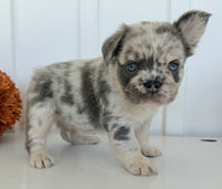 Dallas Male AKC Fluffy French Bulldog $2450
