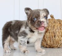 Dakota Male AKC Fluffy French Bulldog $2950