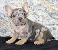 Kelly Female AKC French Bulldog $1450