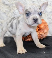 Huck Male AKC French Bulldog $1400